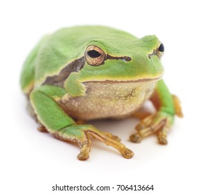 Small Green Frog Isolated On White Background. 