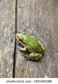 Grenouille Verte Images Stock Photos Vectors Shutterstock