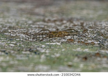 Similar – Mother-of-pearl butterfly on the ground, the wings shimmer like jewels, a living work of art