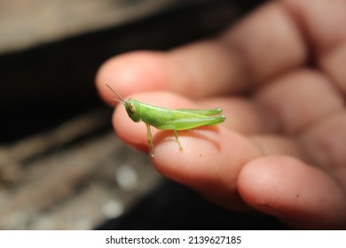 a small green grasshopper lands on the hand
