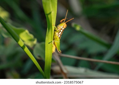 A small green grasshopper perched on a small green leaf.