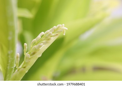 Small Green Greater Galangal Flower Bud