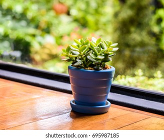 A small green jade plant or succulent or cactus in a pot under natural light with natural bokeh background and copy space for text.