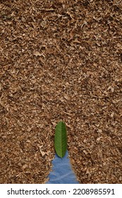 A Small Green Leaf On Dry Leaves Crumbs With Space For Text