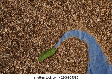 A Small Green Leaf On Dry Leaves Crumbs With Space For Text