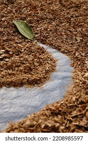 A Small Green Leaf On Dry Leaves Crumbs With Space For Text