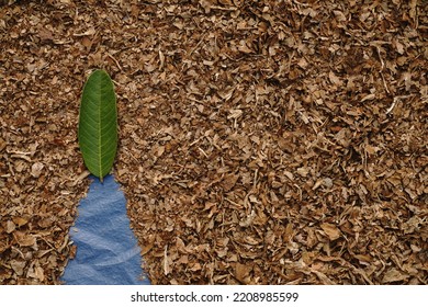 A Small Green Leaf On Dry Leaves Crumbs With Space For Text