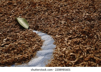 A Small Green Leaf On Dry Leaves Crumbs With Space For Text