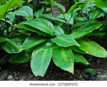 Small green leaf plant at jewel changi airport singapore