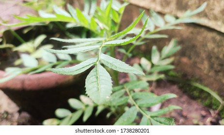 Small Green Leafs in close-up