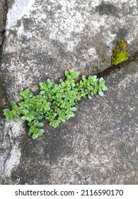 Small Green Leafy Grass Growing Between The Paving Blocks


