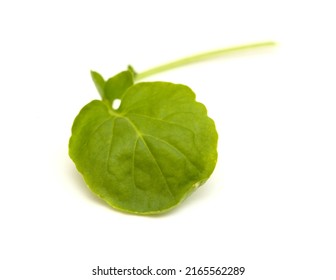 Small Green Leaves Of Watercress Salad Isolated On White Background
