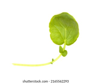 Small Green Leaves Of Watercress Salad Isolated On White Background
