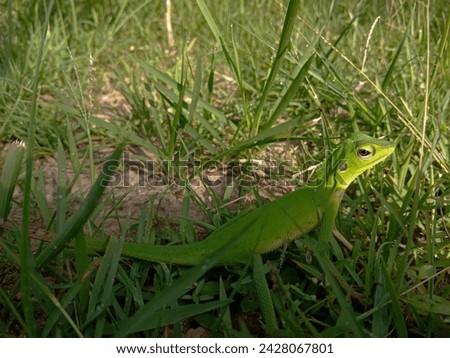 A small green lizard (Bronchocela cristatella) camouflaged among the green grass, outdoors. Kingdom: Animalia, Phylum: Chordata, Class: Reptilia, Order: Squamata, Family: Agamidae, Genus: Bronchocela