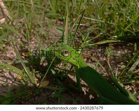 A small green lizard (Bronchocela cristatella) camouflaged among the green grass, outdoors. Kingdom: Animalia, Phylum: Chordata, Class: Reptilia, Order: Squamata, Family: Agamidae, Genus: Bronchocela