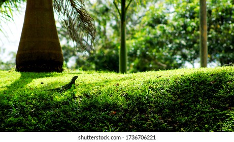 Small Green Lizard in the Grass