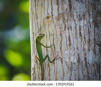 Small Green Lizard on a Tree
