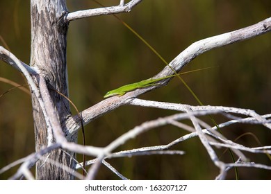 A small green lizard in a tree.