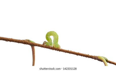 尺取り虫 Images Stock Photos Vectors Shutterstock