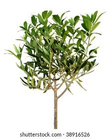 Small green olive tree isolated on white