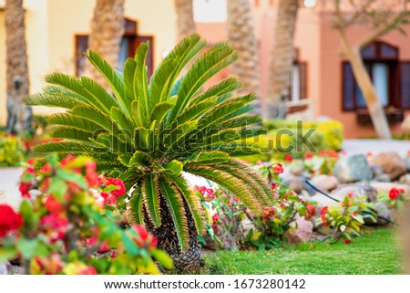 Small green palm tree surrounded with bright blooming flowers growing on grass covered lawn in tropic hotel yard.