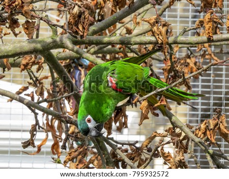 Small green parrot outside in an aviary. A Hahn's macaw (diopsittaca nobilis) also know as Mini and Red-shouldered macaw, is perched on an apple branch in an aviary enjoying fresh air and sunshine.