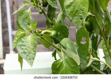 Small Green Pepper Growing In A Back Garden