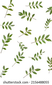 Small Green Pistachio Leaves On A White Isolated Background