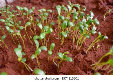 small green plant buds sowing brown agriculture soil nature green - Shutterstock ID 1574115601