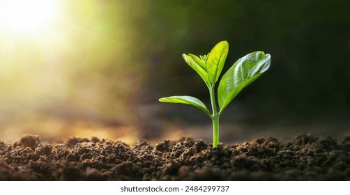 small green plant is growing in the dirt. The plant is small and has a lot of leaves - Powered by Shutterstock