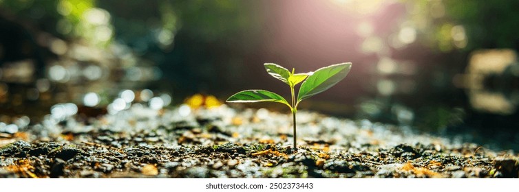 small green plant is growing in the dirt. The plant is surrounded by rocks and the water is calm. Concept of growth and life, as the plant is just beginning to sprout and thrive in its environment - Powered by Shutterstock