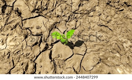 Similar – Image, Stock Photo Cracked Soil, Barren Wasteland Surface. Natural Background, Texture Of Dry Cracked Soil. Desertification. Deep Cracks And Dried Soil. Ecology And Nature Conservation. Dry Skin Concept Cosmetology