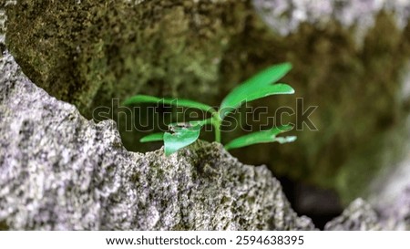 A small green plant is growing out of a crack in a rock. The plant is surrounded by moss and he is thriving in the harsh environment. Concept of resilience and adaptability