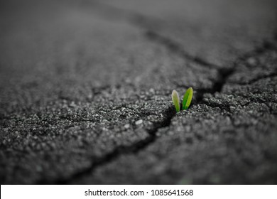 A small green plant grows through urban asphalt ground. Green plant growing from crack in asphalt on road. Green sprout growing on crack street, soft focus, blank text. - Powered by Shutterstock