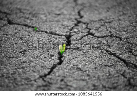 A small green plant grows through urban asphalt ground. Green plant growing from crack in asphalt on road. Green sprout growing on crack street, soft focus, blank text.