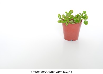 Small green plant with leaves inside small pot. Presentation background with small plant pot. Selective focus area.