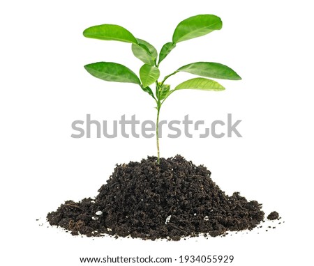 Small green plant in a mound of soil on a white background. Citrus plant.