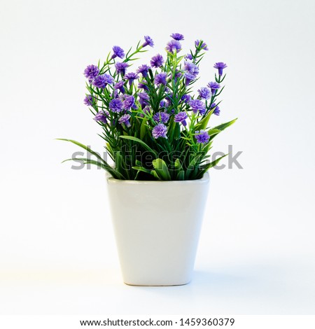 Small green plant with purple flowers in ceramic pot on white background