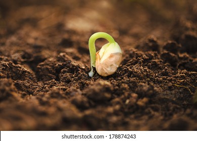 Small Green Plant In Soil. Very Small Depth Of Field.