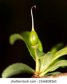 Small Green Plum On A Tree In Spring. Close-up