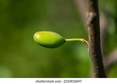 Small Green Plum On A Plum Tree In Romania