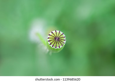 Small green poppy capsule (seed head) on green background