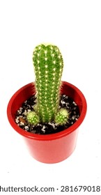 A small green potted cactus with sharp spines planted in a red plastic pot, isolated against a plain white background.