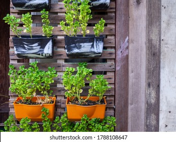 Small green purple and different color leafy plant pots hanging to wooden wall