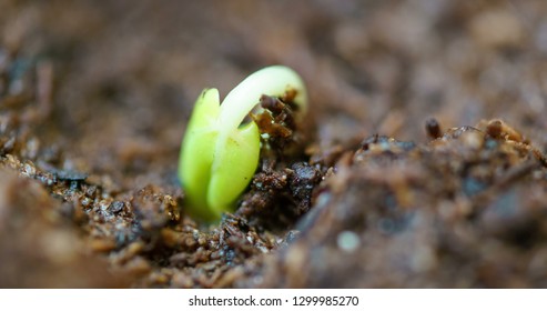 Small Green Rose Plant Growing In Ground Germinating From Seed, Springtime Summer Timelapse