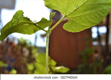 Small and green sapling and its leaf