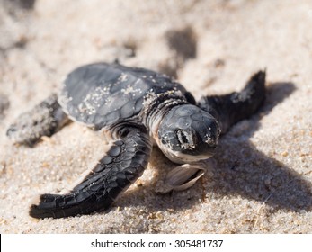 Small green sea turtle (Chelonia mydas), also known as black (sea) turtle, or Pacific green turtle on his way to the sea on a beach in Tanzania, Africa, seconds after hatching from his egg.
