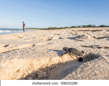 Small Green Sea Turtle (Chelonia Mydas), Also Known As Black Sea Turtle, Try To Get Out Of A Human Footprint On His Way To The Sea On A Beach In Tanzania, Africa, Shortly After Hatching From His Egg.