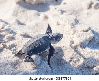 Small Green Sea Turtle (Chelonia Mydas), Also Known As Black (sea) Turtle, Or Pacific Green Turtle On His Way To The Sea On A Beach In Tanzania, Africa, Shortly After Hatching From His Egg.