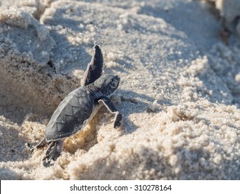 Small Green Sea Turtle (Chelonia Mydas), Also Known As Black (sea) Turtle, Or Pacific Green Turtle On His Way To The Sea On A Beach In Tanzania, Africa, Shortly After Hatching From His Egg.